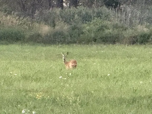 Sarna na łące nieopodal domków