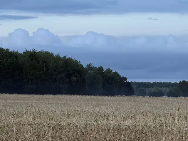 Pola i las o zmierzchu w okolicy Weles