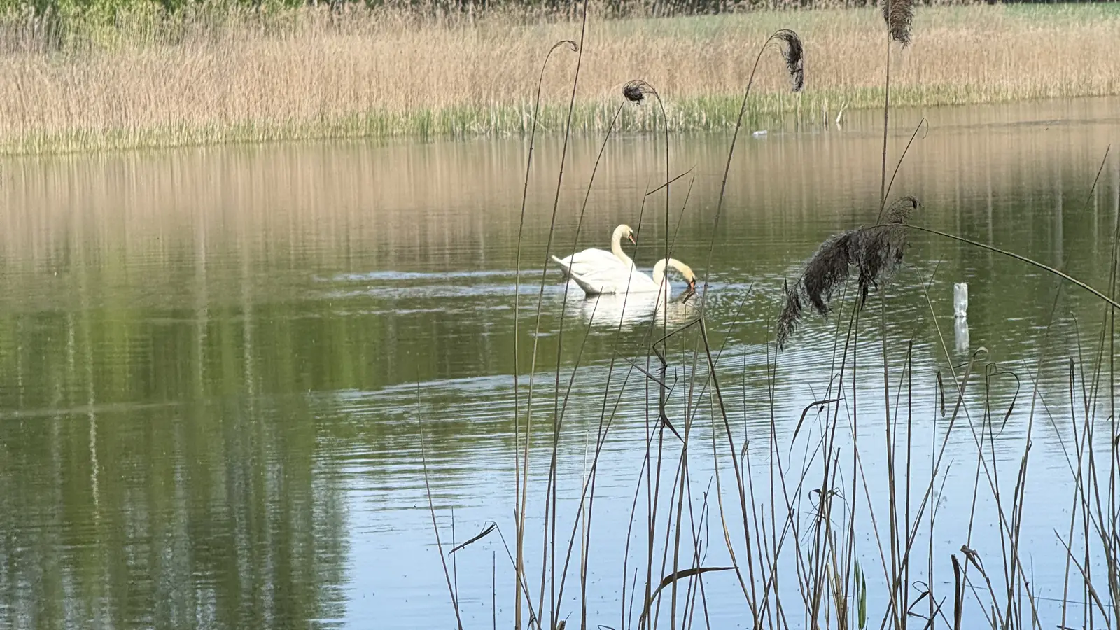 Łabędzie na stawie w okolicach Weles, wśród trzcin i brzozowego lasu